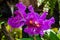 Cattleya hybrid purple orchid