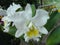 Cattleya John Lindley white