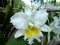 Cattleya John Lindley white