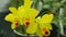 Cattleya labiata hybrid yellow orchid the genus, development of many artificial hybrids flowering blooming plant flower