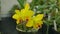 Cattleya labiata hybrid yellow orchid the genus, development of many artificial hybrids flowering blooming plant flower