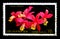 Cattleya loddigesii, Flowers serie, circa 1984