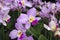 Cattleya loddigesii Occhids flowers. Decorative plants for greenhouse.