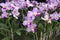 Cattleya loddigesii Occhids flowers. Decorative plants for greenhouse.