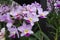 Cattleya loddigesii Occhids flowers. Decorative plants for greenhouse.