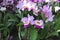 Cattleya mendelii Orchids flowers. Decorative plants for greenhouse.
