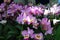 Cattleya mendelii Orchids flowers. Decorative plants for greenhouse.