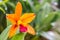 Cattleya Orange