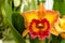 Cattleya orange orchid