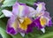 Cattleya orchid