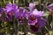 Cattleya orchid.