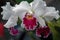 Cattleya Orchid