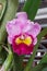 Cattleya orchid