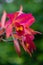 Cattleya Orchid flowers