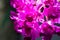 Cattleya orchid, orchid or white orchid or ORCHIDACEAE or purple orchid