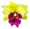 Cattleya orchid purple and yellow.