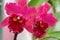 Cattleya Orchids