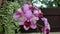 Cattleya orchids flower with fern flower plant