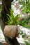 Cattleya orchids grown in dry coconut hanging with tree in the flowers garden