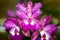 Cattleya Pink Jaguar - Orchid Hybrid.