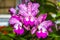 Cattleya Pink Jaguar - Orchid Hybrid.