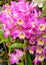 Cattleya pink orchid