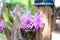 Cattleya pink orchid