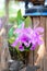 Cattleya pink orchid