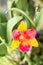 Cattleya red yellow orchid flower