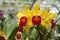 Cattleya red yellow orchid flowers