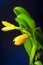 Cattleya sp. buds ready to bloom, orchid hybrid, beautiful orange flower, green leaves, closeup macro photo