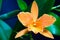 Cattleya sp. orchid hybrid, beautiful orange flower, green leaves on dark blue background, nature macro photo