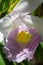 Cattleya white violet