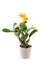 Cattleya with yellow flowers