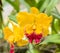 Cattleya yellow orchid flower