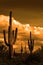 Catus Cacti in Arizona Desert