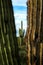 Catus Cacti in Arizona Desert