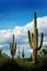 Catus Cacti in Arizona Desert