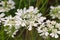 Caucalis grandiflora a white wildflower