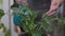 Caucasian adult woman gardener is watering the flowers in pot