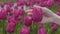 Caucasian Adult Woman hand feeling a fresh Tulip Flowers in a field.