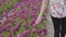 Caucasian Adult Woman hand feeling a fresh Tulip Flowers in a field.