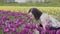 Caucasian Adult Woman looking at fresh Tulip Flowers in a field.