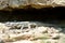 Caucasian agama (Paralaudakia caucasia) basking by cave