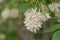 Caucasian bladdernut Staphylea colchica, clusters of bell-shaped cream-white flowers