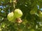 Caucasian bladdernut / Staphylea colchica / Colchis bladdernut, Jonjoli or Djondjoli, Kolchische Pimpernuss, Faux pistachier
