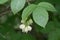 Caucasian bladdernut  Staphylea colchica  pending flowers close-up