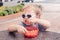 Caucasian blond preschool boy with sunglasses eating cereal meal food