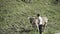 Caucasian boy with his back turned putting his finger in the mouth of a cow