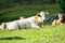 Caucasian cattle on background of Alpine pastures